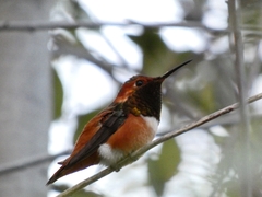 Selasphorus rufus