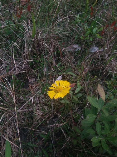 Image of Helenium vernale by (c) Will McFarland, some rights reserved (CC BY)