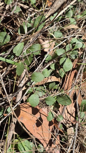 Goodenia hederacea, photograph 3