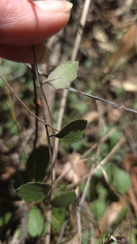 Goodenia hederacea, photograph 5