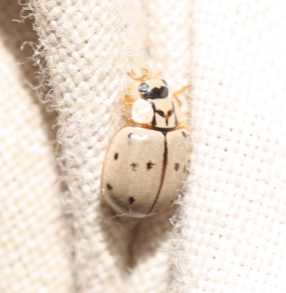 Ivory Lady Beetle