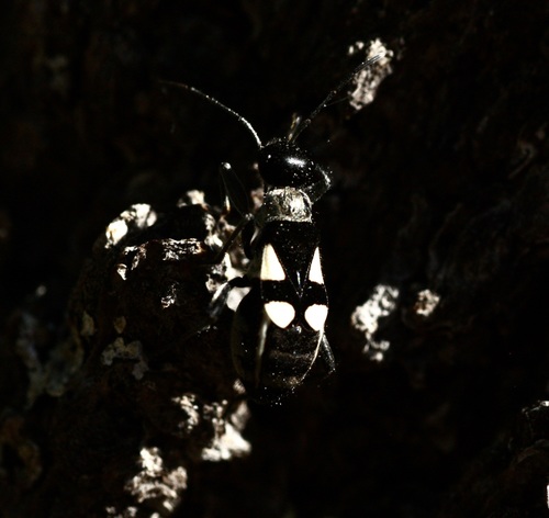 Arhaphe arguta photo 5