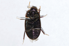 Cymbiodyta bifidus