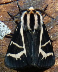 Apantesis figurata