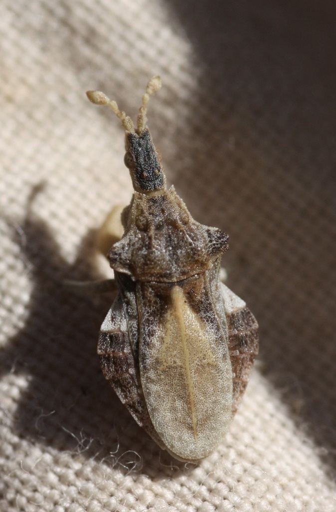 Macrocephalus dorannae