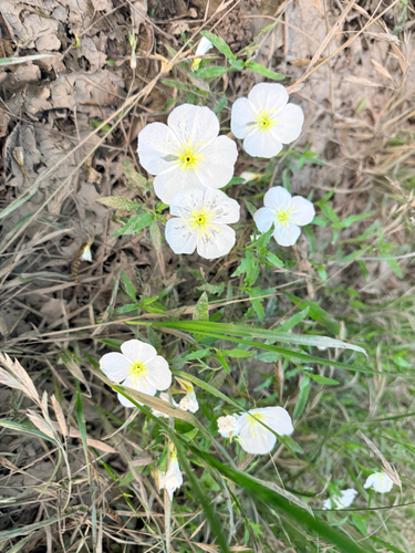 Oenothera tetraptera
