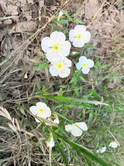 Oenothera tetraptera