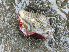 Acanthinucella