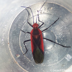 Leptocoris rufomarginatus