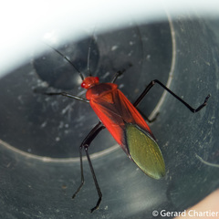 Leptocoris rufomarginatus