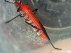 Leptocoris rufomarginatus