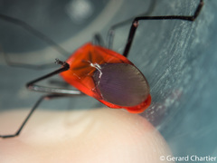 Leptocoris rufomarginatus