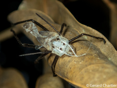 Leptocoris rufomarginatus