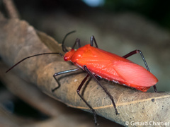 Leptocoris rufomarginatus