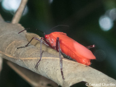 Leptocoris rufomarginatus