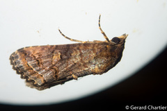 Odontodes