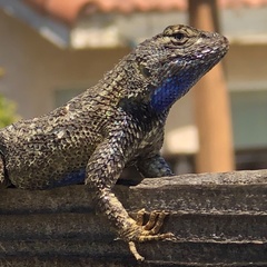 Sceloporus occidentalis