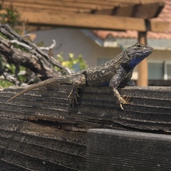 Sceloporus occidentalis