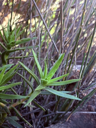 Crassula multiflora