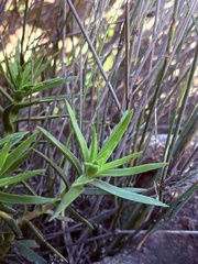 Crassula multiflora