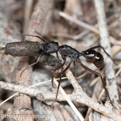 Rhytidoponera punctiventris