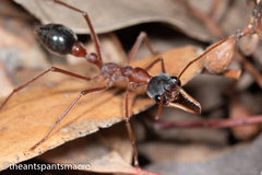 Myrmecia nigriceps