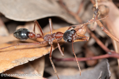 Myrmecia nigriceps