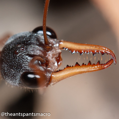 Myrmecia nigriceps