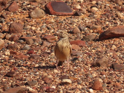 Sclater's Lark (Spizocorys sclateri), photo 6