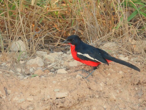 Crimson-breasted Shrike (Laniarius atrococcineus), photo 4