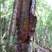 Chinese Red-barked Birch - Photo (c) Kristof Zyskowski, some rights reserved (CC BY), uploaded by Kristof Zyskowski