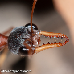 Myrmecia nigriceps