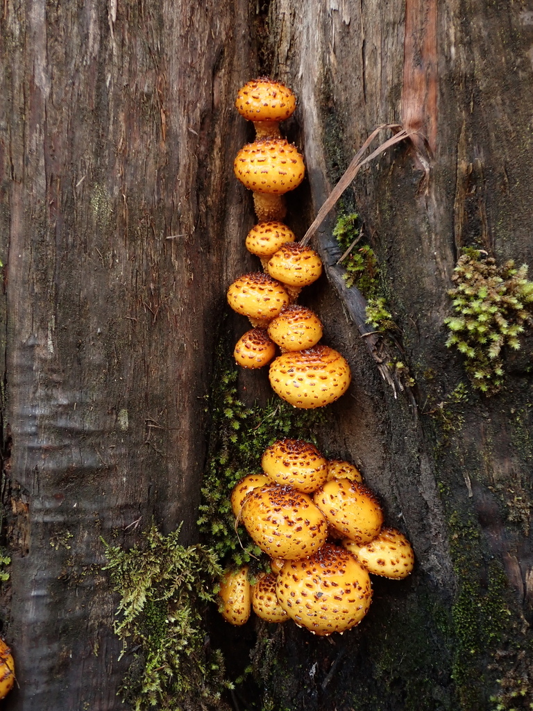 Pholiota aurivella · May 2026 · photo: © stellafish (iNaturalist, cc-by)