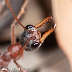 Myrmecia nigriceps
