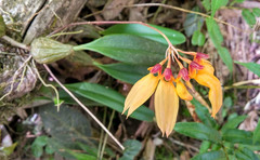 Bulbophyllum retusiusculum