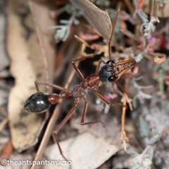 Myrmecia nigriceps