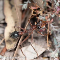 Myrmecia nigriceps