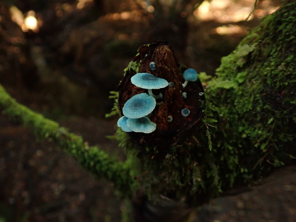 Mycena interrupta · May 2026 · photo: © stellafish (iNaturalist, cc-by)