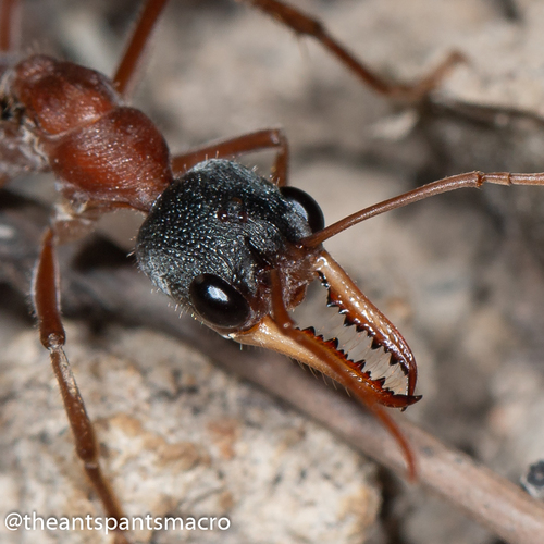Black-headed Bull Ant (Myrmecia nigriceps) · iNaturalist