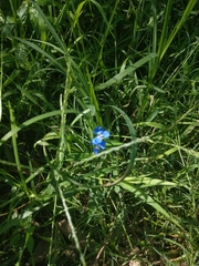Commelina cyanea