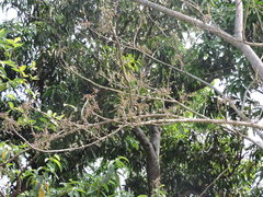 Lannea coromandelica