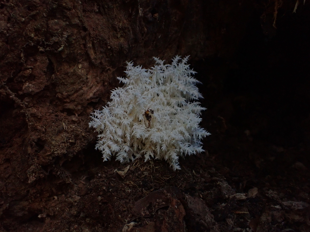 Hericium coralloides · May 2026 · photo: © stellafish (iNaturalist, cc-by)