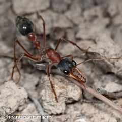 Myrmecia nigriceps