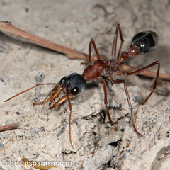 Myrmecia nigriceps