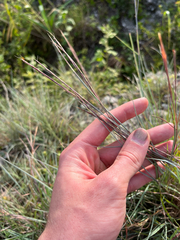 Schizachyrium sanguineum, photograph author not stated, no rights reserved