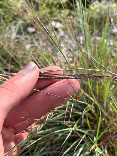 Schizachyrium sanguineum, photograph 4
