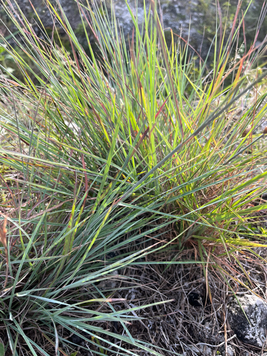Schizachyrium sanguineum, photograph 5