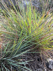 author not stated, no rights reserved Schizachyrium sanguineum, photograph author not stated, no rights reserved