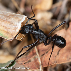 Rhytidoponera punctiventris