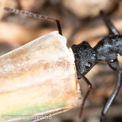 Rhytidoponera punctiventris